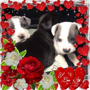 Meet your Posher, Carole